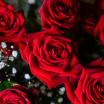 Two Dozen Red Roses